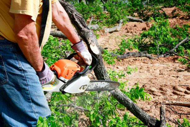 The Steps Involved in Our Tree Care Process in Rockford, MI